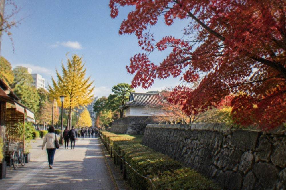 Red maple branches over a stone wall at a castle park in Fukuoka in late autumn