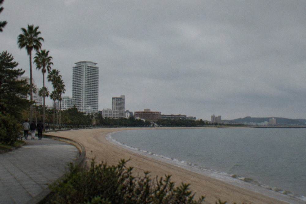 A modern seaside park with palm trees, lawns and a curved walkway along calm water
