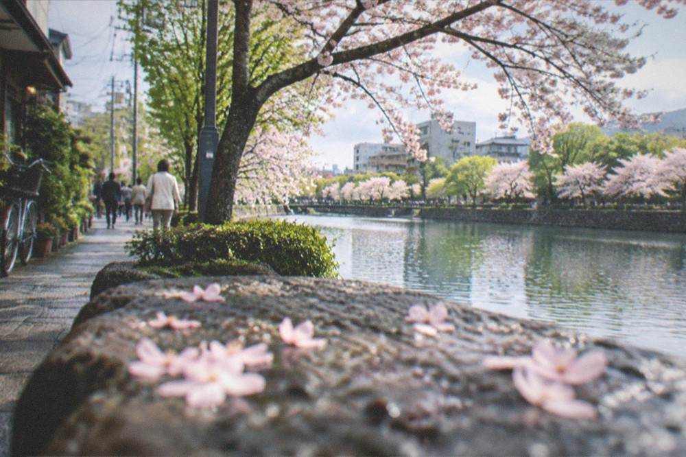 Cherry blossom trees in full bloom along a pond shoreline with a stone wall in the background