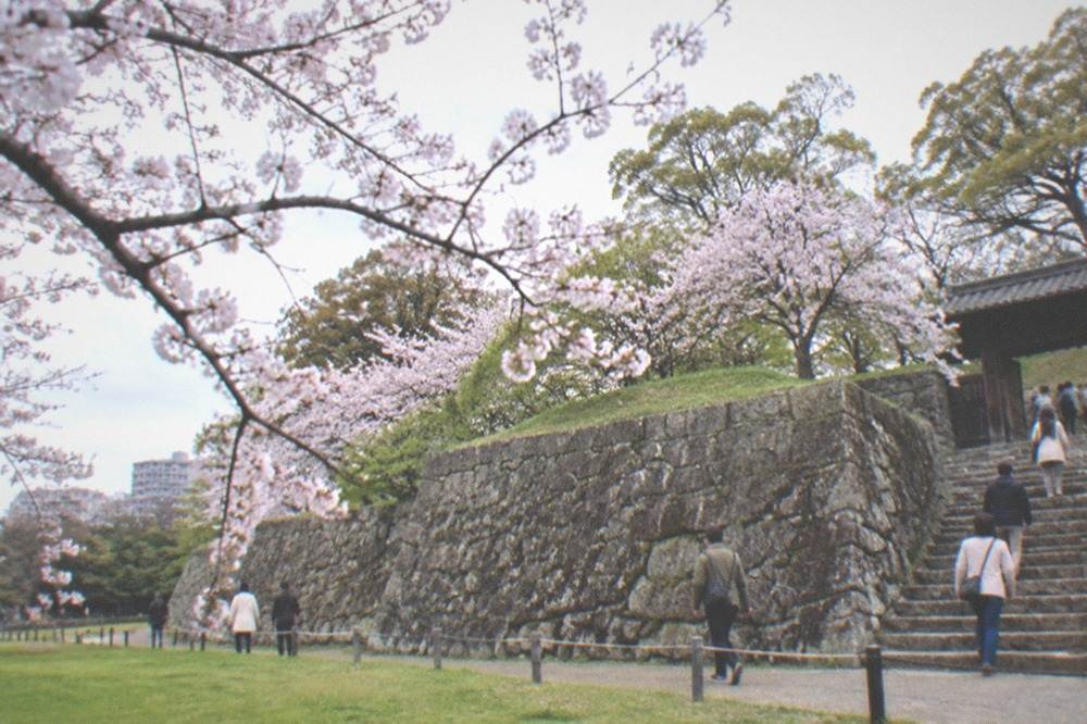Cherry blossom branches over a grassy castle lawn with stone walls below