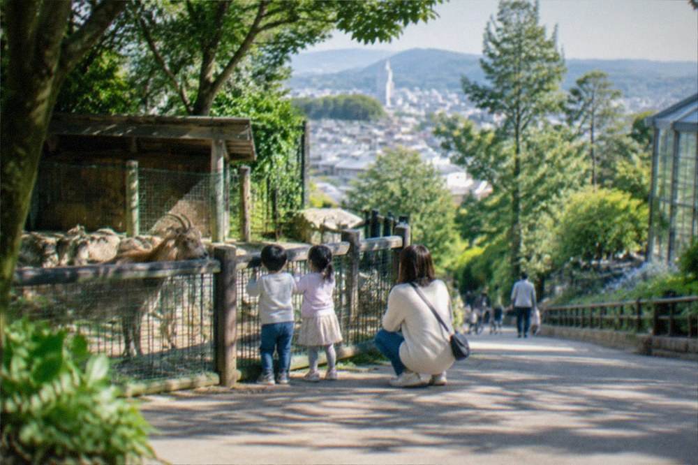 Young children watching animals at an enclosure fence in a green park