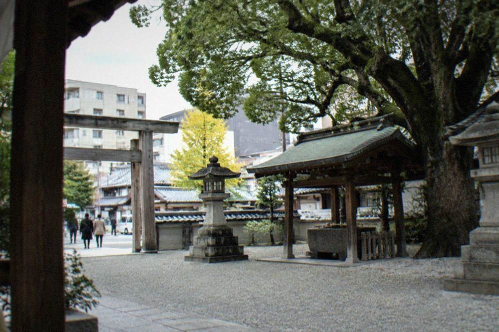 Large camphor tree shading the courtyard of Kushida Shrine
