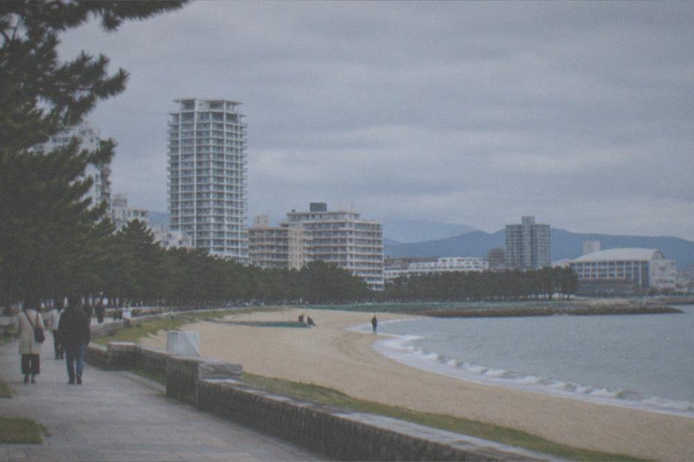 Long beach promenade with pine trees and high-rise buildings
