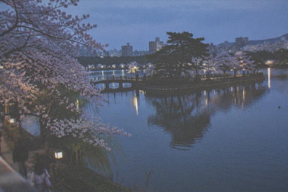 Cherry trees in blossom beside pond water with reflections