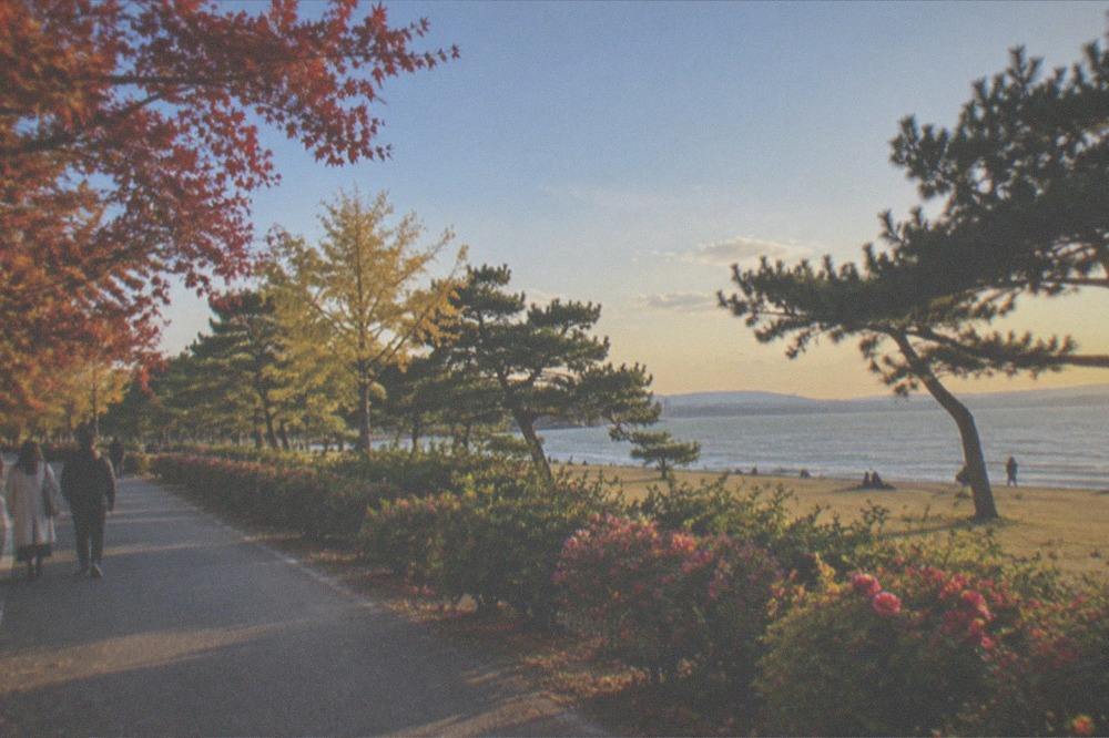 A park path lined with flowering shrubs in autumn, with the bay visible between trees