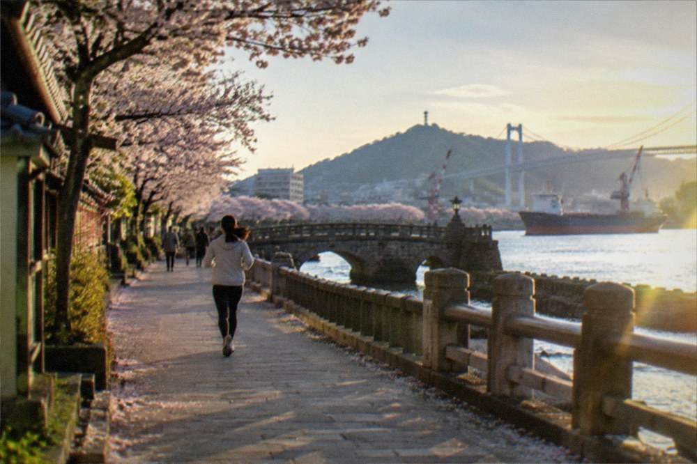 Cherry blossom trees in bloom along a castle moat with a stone bridge