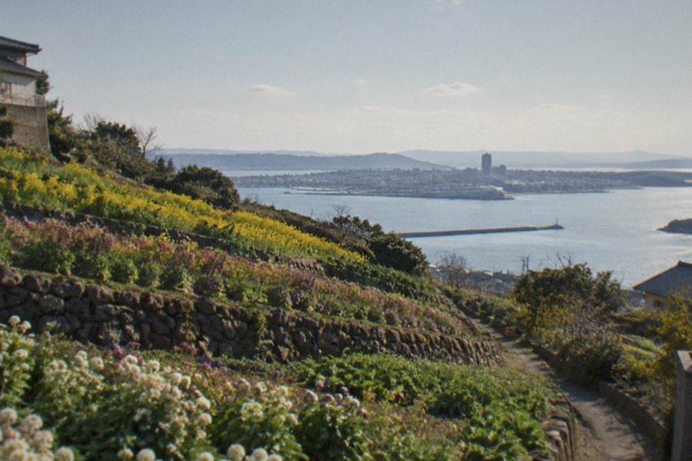 Terraced flower field on an island hillside overlooking Hakata Bay