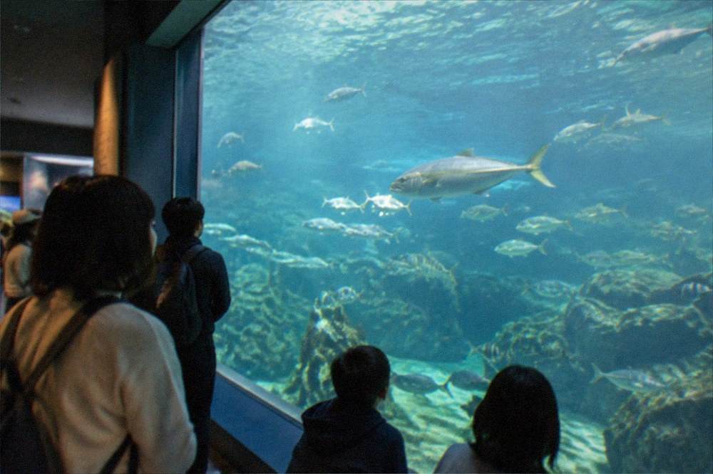Aquarium interior with a large glass tank and visitors watching fish swim past