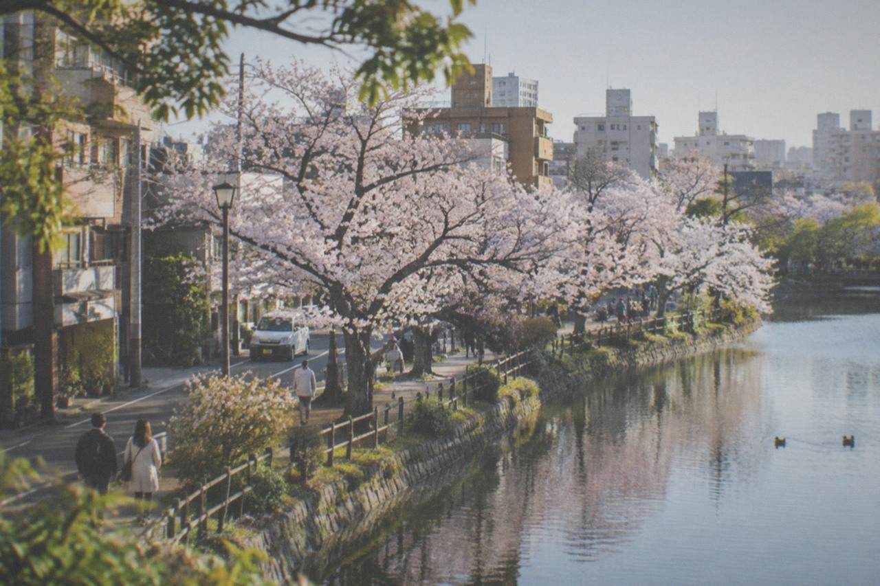 Cherry blossom trees in full bloom along a pond edge in a Fukuoka city park