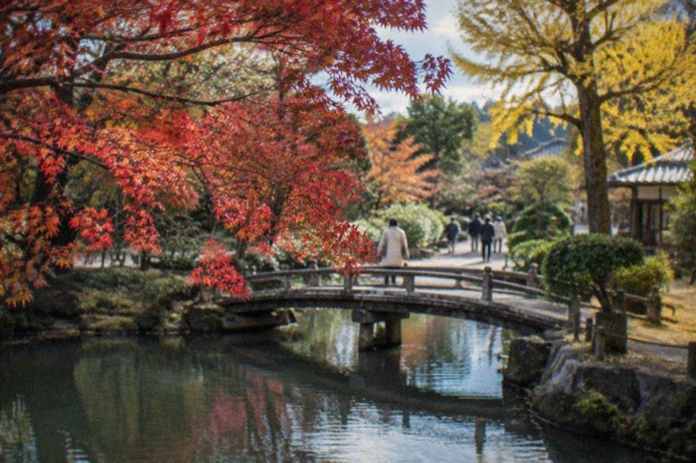 Red maple branches overhanging a calm pond with a traditional garden bridge