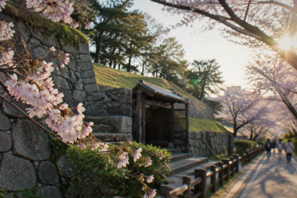 A row of cherry trees in full bloom along a park pathway