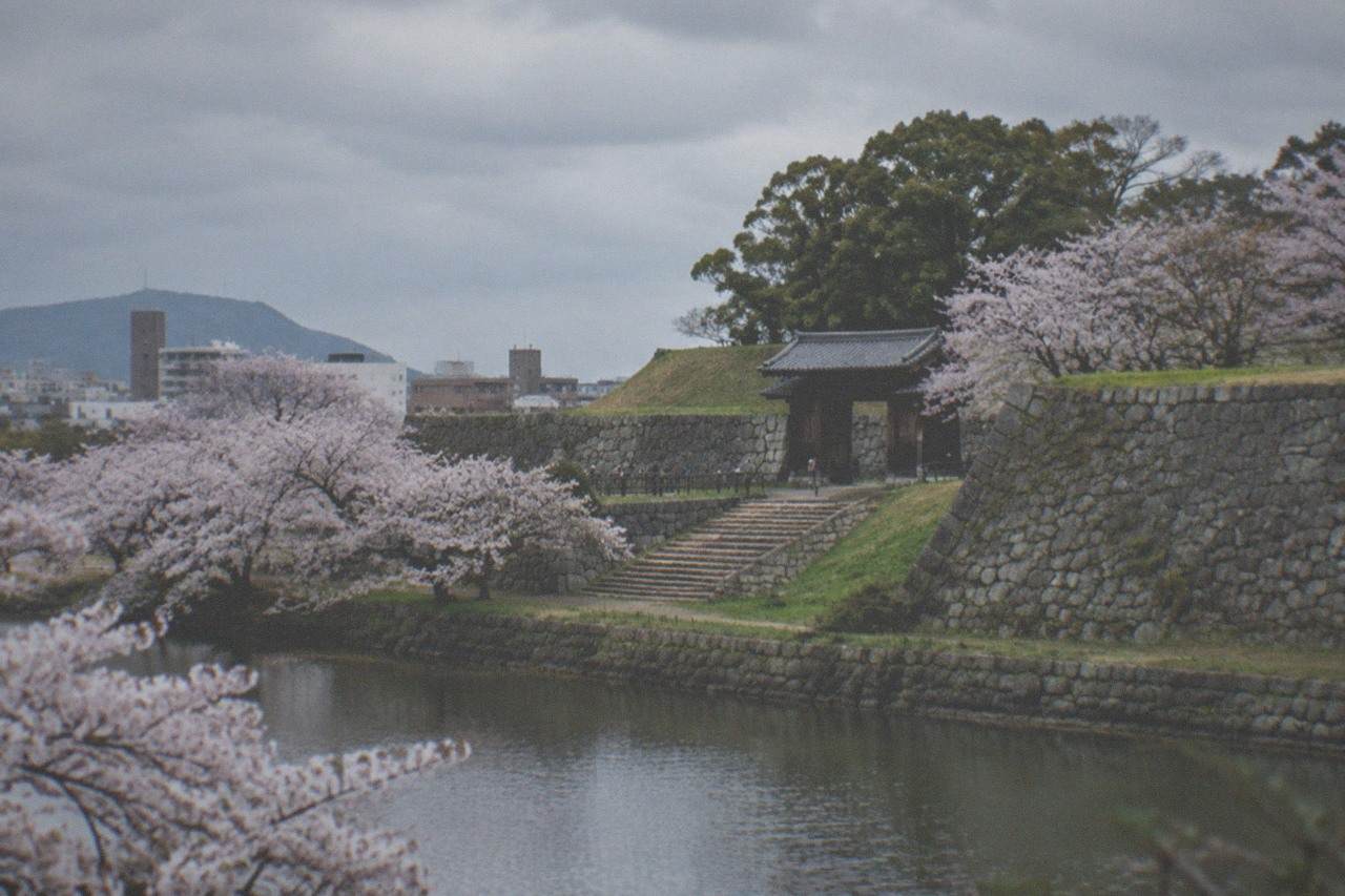 Cherry trees in bloom along a pond edge with a city skyline behind them