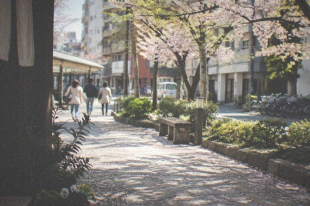 Pink cherry blossom petals scattered across a stone path in a city park