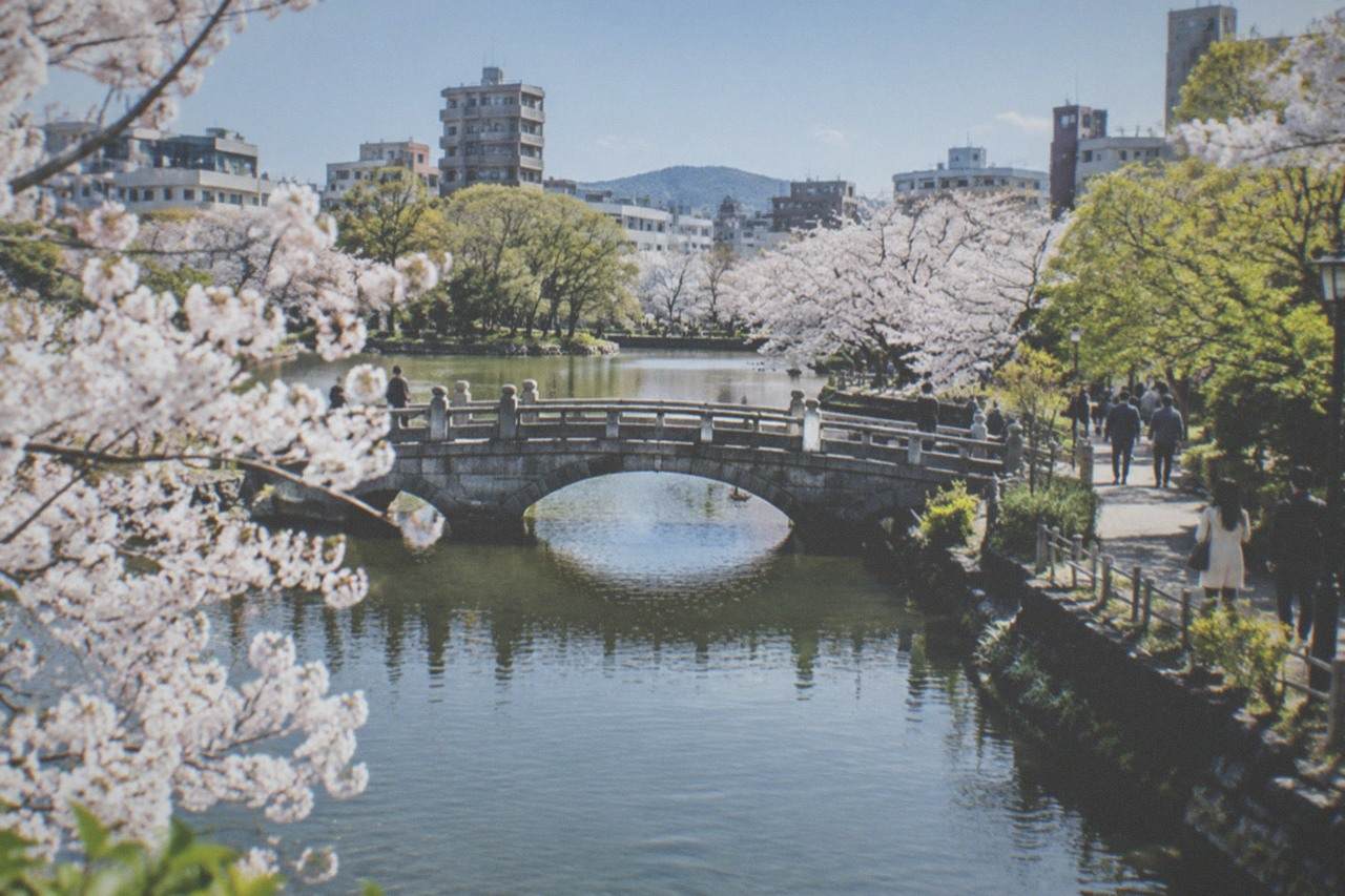 Cherry blossom trees in full bloom along a calm park lake with a stone bridge