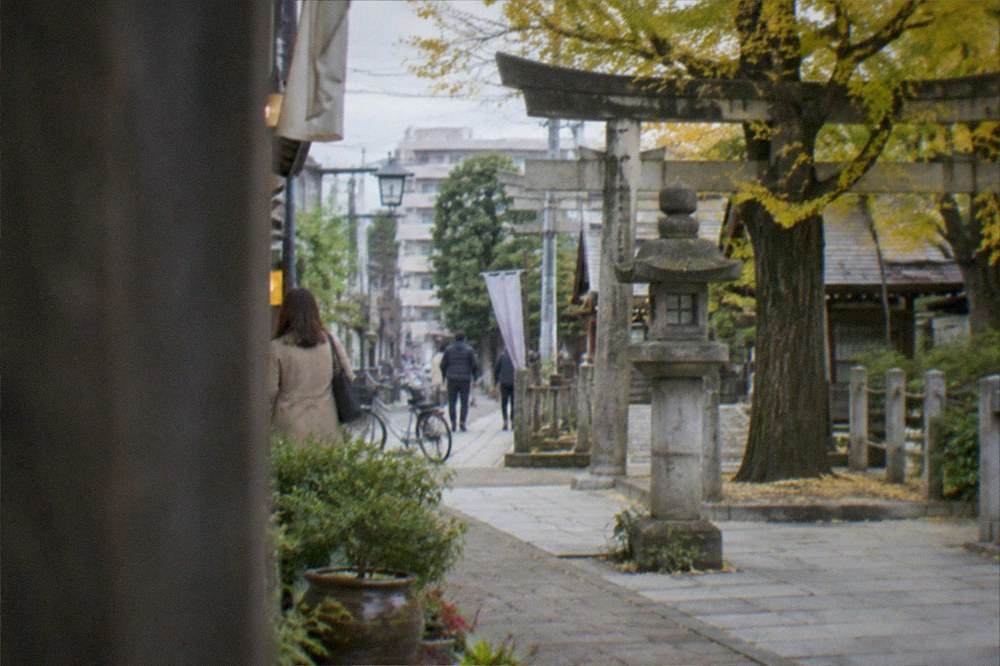 Shrine grounds with stone lanterns and a large ginkgo tree beside a torii gate