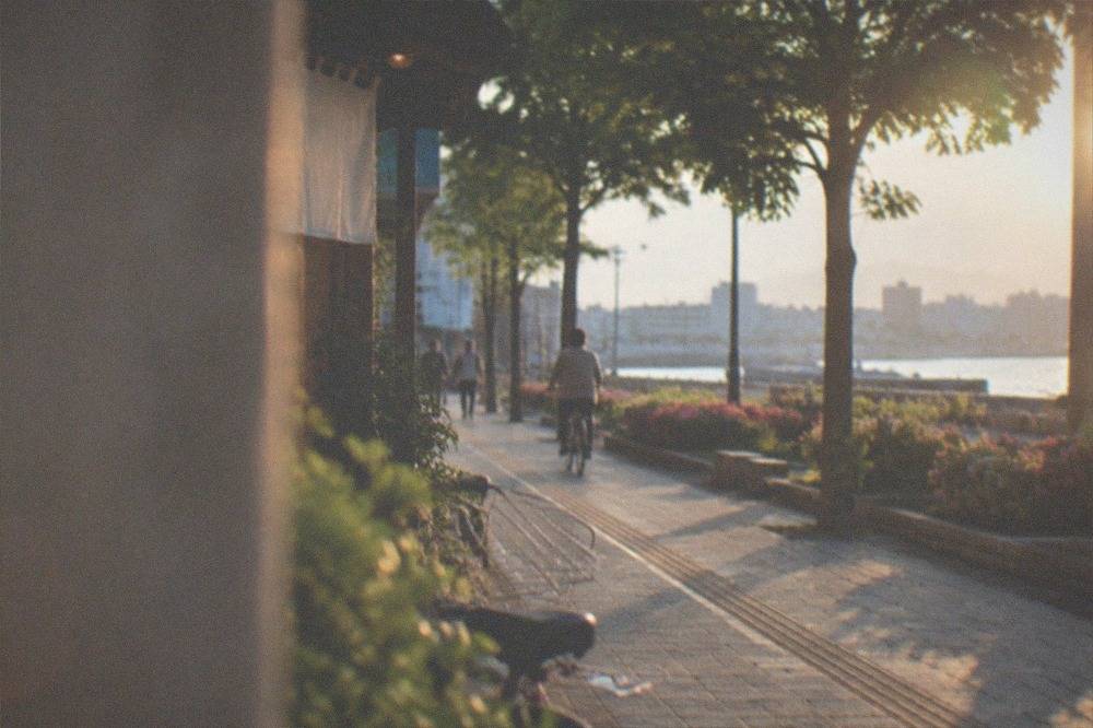 A coastal park pathway with flower beds and calm sea beyond