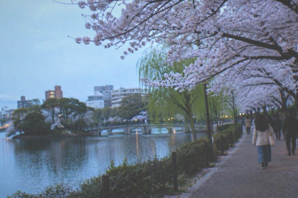 Cherry blossom trees in full bloom along a park pathway