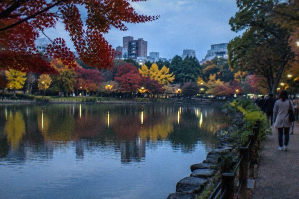 Autumn maple trees reflected in the still water of a large park lake in Fukuoka