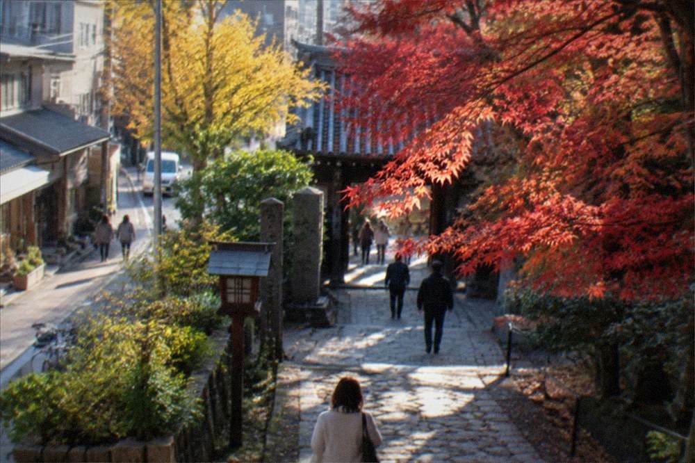 Red and gold maple leaves over a temple garden path in late autumn