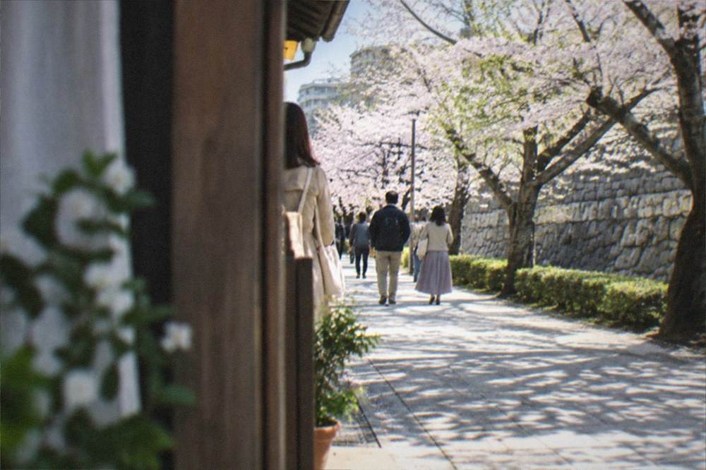 Cherry blossom trees in full bloom along a park path with a castle stone wall behind