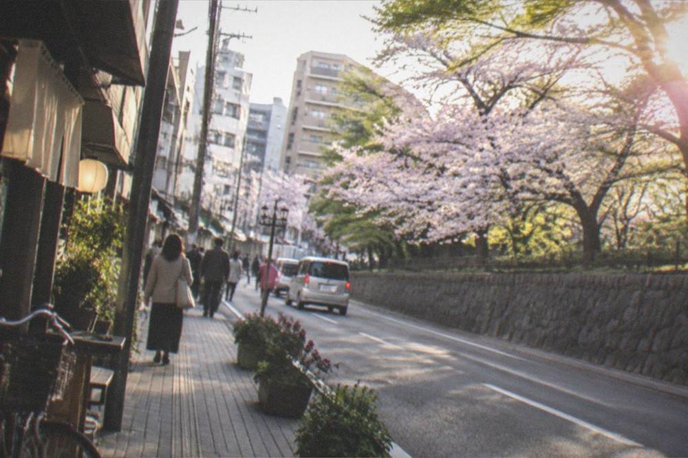 Cherry blossom trees in full bloom beside a stone wall in a city park