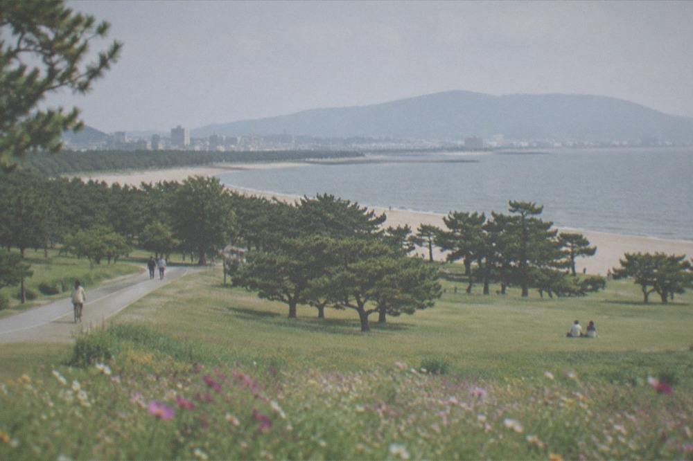 A long sandy beach and pine groves along the Uminonakamichi sandbar with calm bay water beyond