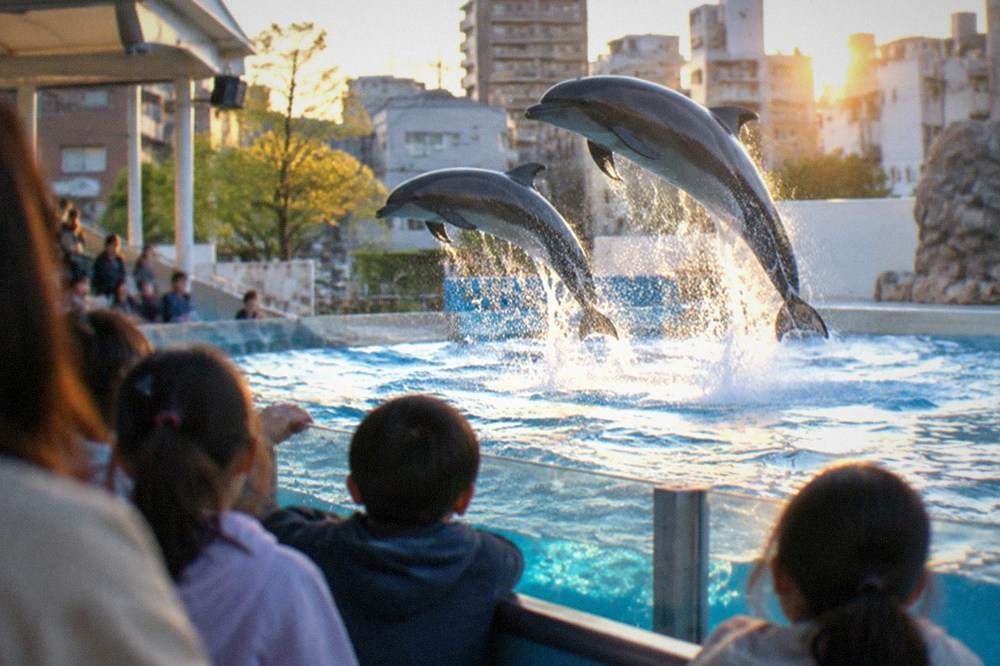 Children watching dolphins leap in a large aquarium show pool