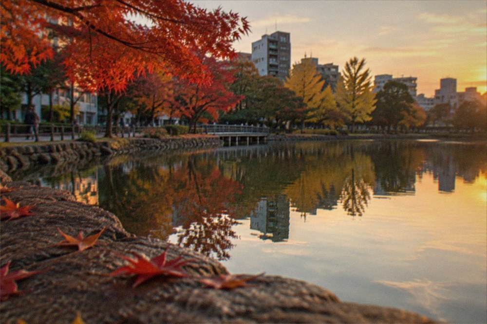 Autumn maple leaves reflected in the still water of a park lake at dusk